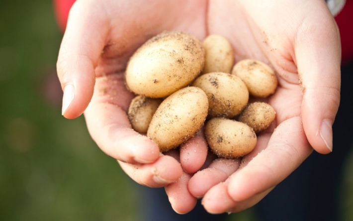 Вкусный и сладкий: ранние сорта картофеля, которые следует посадить этой весной