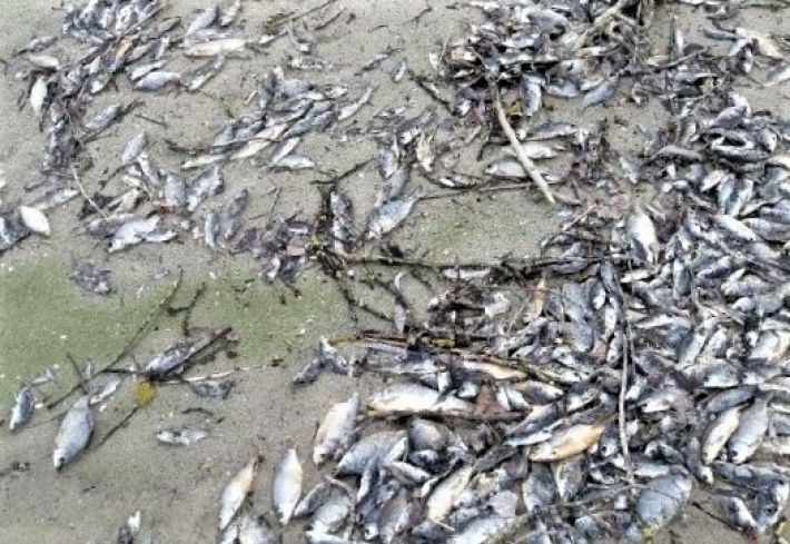 В водоемах под Запорожьем снова массово гибнет рыба (фото)
