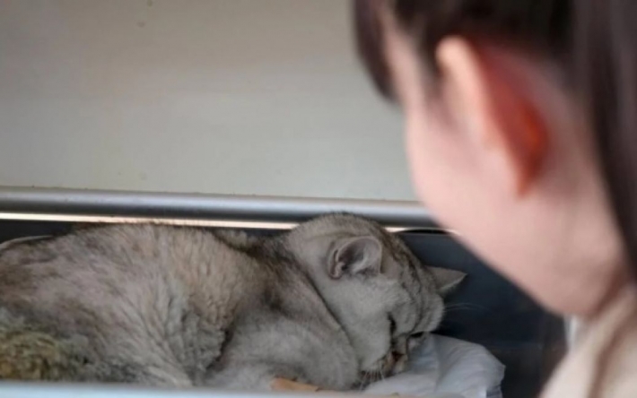 В Турции кот после землетрясения 49 дней провел под завалами и выжил: удивительная история