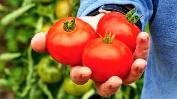 В Мелитополе любителя "русского мира" забросали помидорами