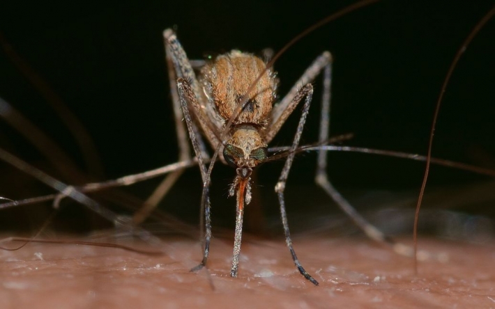 В Европе распространяется новый вид комаров, которые переносят очень серьезные заболевания — предупреждение ВОЗ
