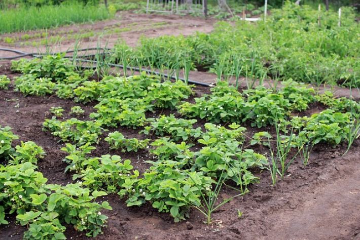 Як правильно підживлювати рослини на городі, щоб не зіпсувати врожай: 10 правил