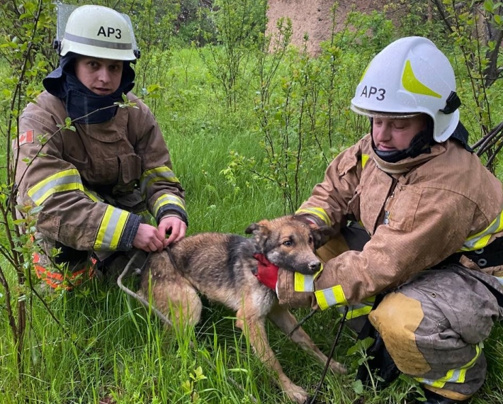 В Запорожском районе собаку спасли из шестидневного "плена"