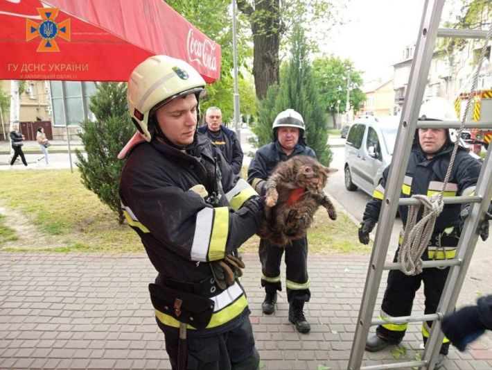 Запорожские пожарные организовали спецоперацию по спасению кота-верхолаза (фото)