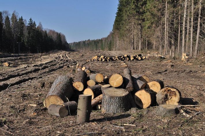 Под Мелитополем оккупанты уничтожают лес в заповеднике