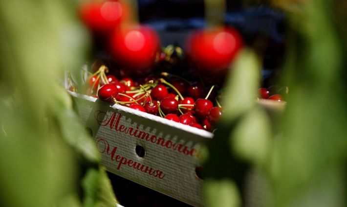 Урожай черешни в оккупированном Мелитополе рискует быть мизерным