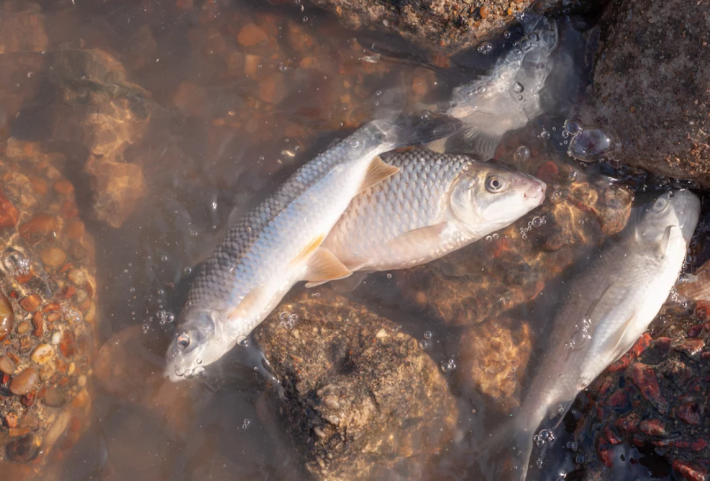 В Запорожской области ожидают мор рыбы