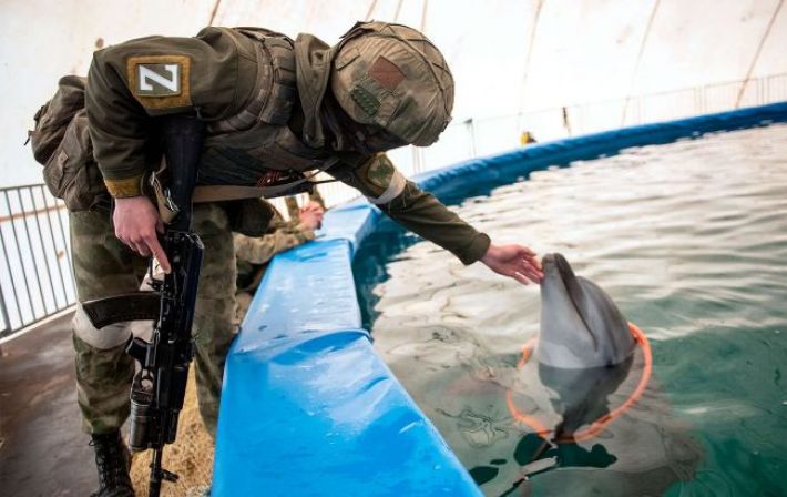 "Совковая" практика. Зачем России боевые дельфины и спасут ли они флот в Севастополе