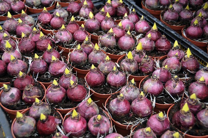 Как выбрать здоровые луковицы гиацинтов: подробный гид по описанию цветов