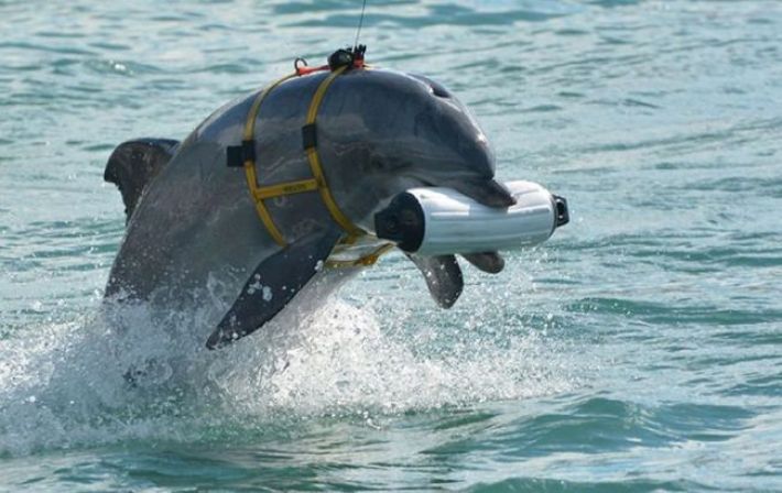 Британська розвідка назвала мету розміщення бойових дельфінів у Севастополі