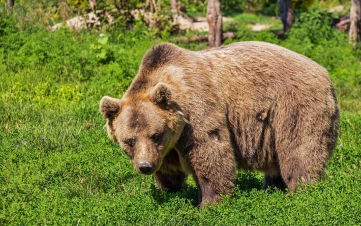 Медведь напал на россиянку и загрыз ее на смерть