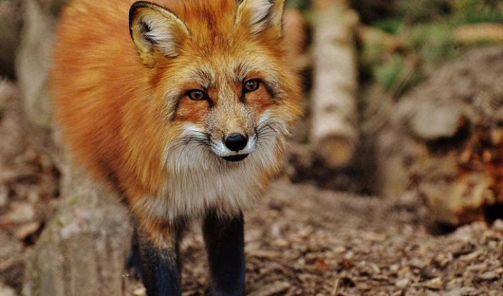 Оккупированный Мелитополь атакуют дикие лисы – жители боятся бешенства