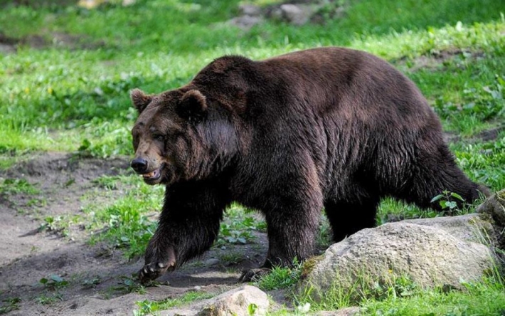 Диета "ешь, как медведь", которая позволила похудеть на 63 кг