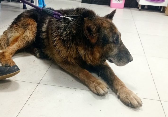 В Запорожье спасли собаку, которая провалилась в двухметровый колодец(фото)