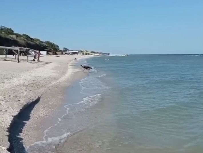 Бродячие собаки и медузы - оккупанты рекламируют отдых на море, как умеют (фото, видео)