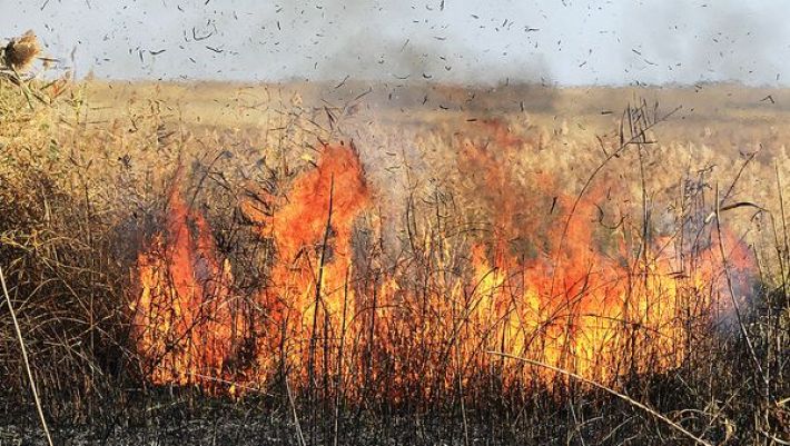 Мелитопольщина в огне - на оккупированных территориях юга Украины пылают степные пожары (фото)