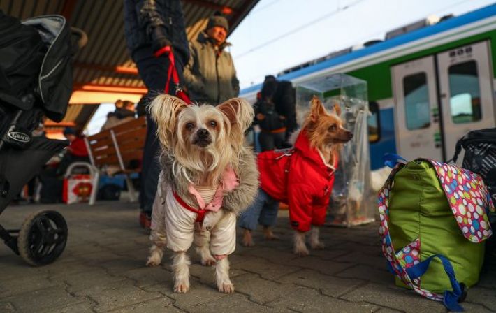 Еще одна страна ЕС отменяет упрощенные правила ввоза животных из Украины: детали