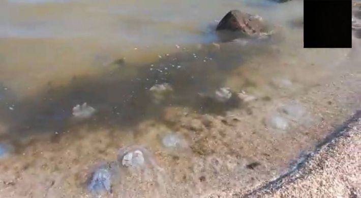Желе из медуз и заброшенные кафе – как выглядит Азовское побережье в оккупированном Мелитопольском районе (видео, фото)