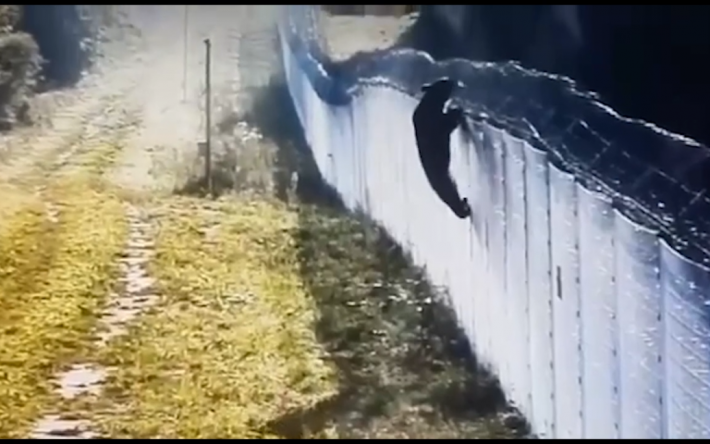 Ліз через паркан і робив підкоп: ведмідь відчайдушно намагався перетнути білоруський кордон (відео)