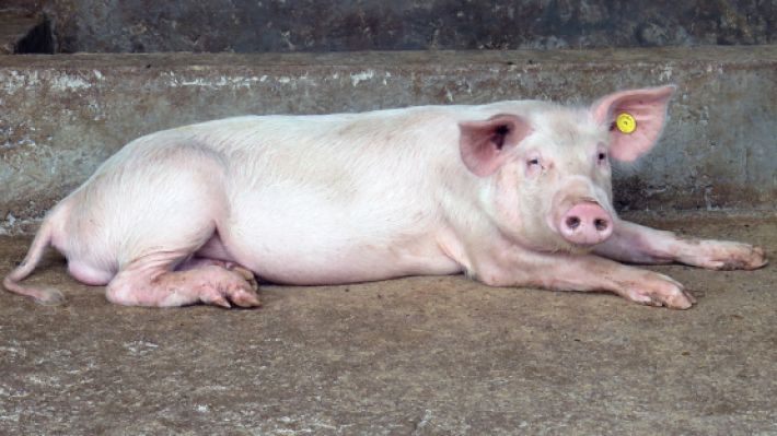 "Чумовая" гуманитарка: в Мелитополь завезли мясо свиней с африканской чумой из Ростова и Краснодара