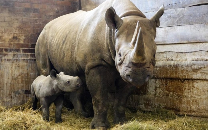 В австрийском зоопарке после ужасного нападения носорога погибла женщина
