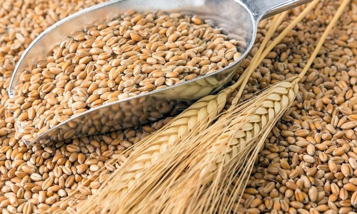 В Запорожской области оккупанты украли 40 тысяч тонн пшеницы