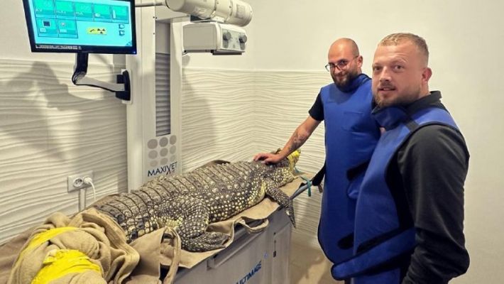 У Львові прооперують запорізького крокодила