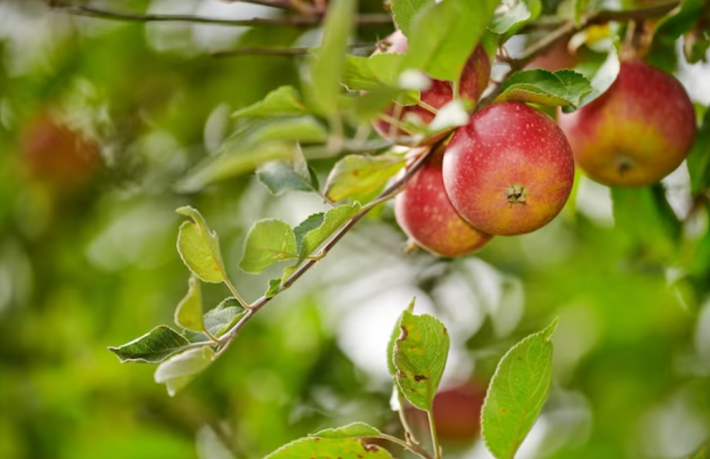 Готовимся к сезону посадке деревьев заранее: выбор места под саженцы яблони