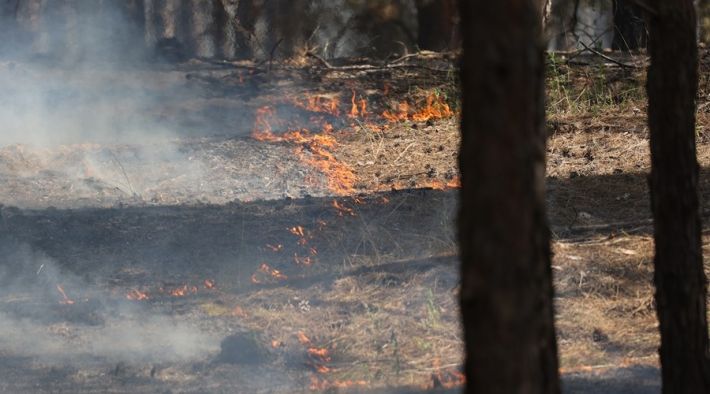 Оккупанты продолжают сеять разруху на Мелитопольщине – настала очередь лесопарка (фото, видео)
