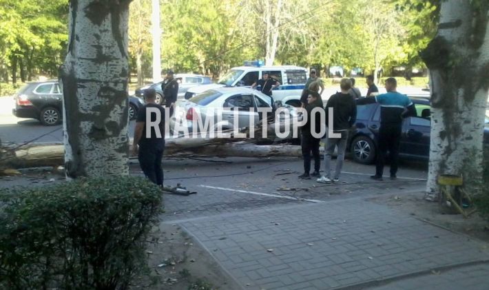 На центральном проспекте в Мелитополе дерево рухнуло на проезжающий автомобиль (фото)