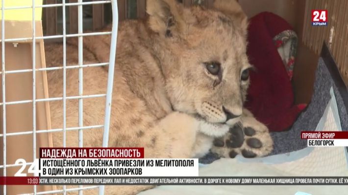 В нескольких местах сломаны лапы: истощенного львенка вывезли из Мелитополя в Крым (фото)