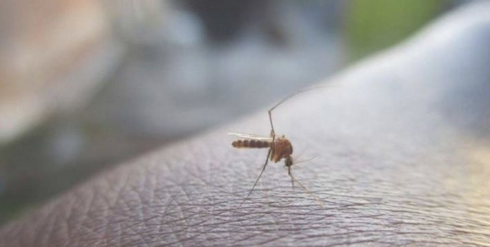 Рій комарів "захопив" літак та атакував пасажирів – відео