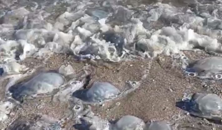 У середині жовтня море у Кирилівці кишить медузами (відео)