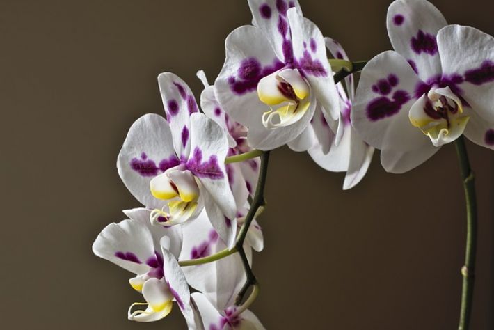 Орхідея не цвіте: лайфхаки досвідчених квітникарів, які допоможуть розбудити квітку