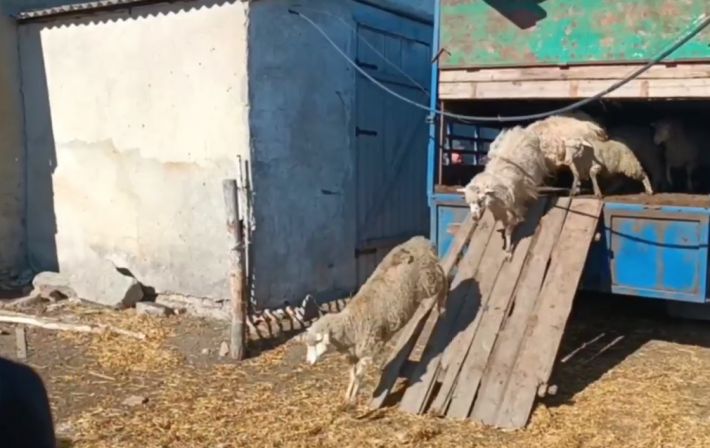 Бараны из Дагестана - в село под Мелитополем заехало стадо для "нуждающихся" (фото, видео)