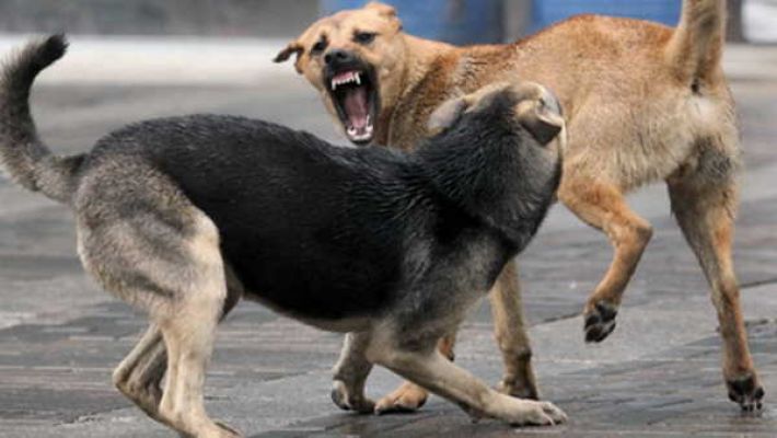 "Иногда страшно выходить на улицу": Мелитополь заполонили бродячие собаки, которые бросаются на людей (фото, видео)