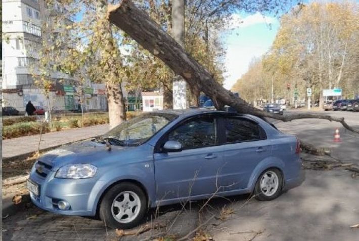 В Мелитополе дерево рухнуло на автомобиль (фото)