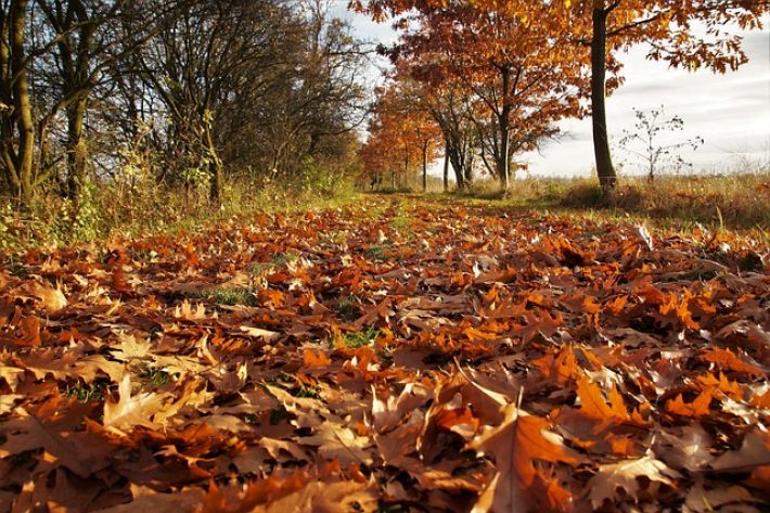 Що робити з опалим листям на ділянці: досвідчений городник дав корисну пораду
