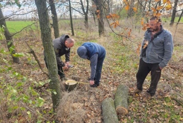 В Запорожском районе задержали "черного лесоруба" - напилил дубов на 22 тысячи гривен (фото)