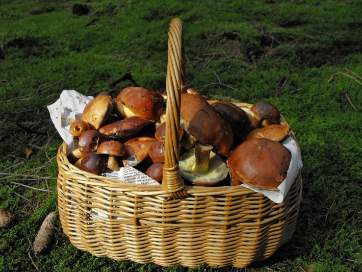 Мариновані польські гриби - найкраща закуска на зиму: як їх закрити без зайвого клопоту
