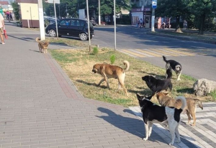 В Мелитополе бродячие собаки парализовали движение автомобилей на центральном проспекте