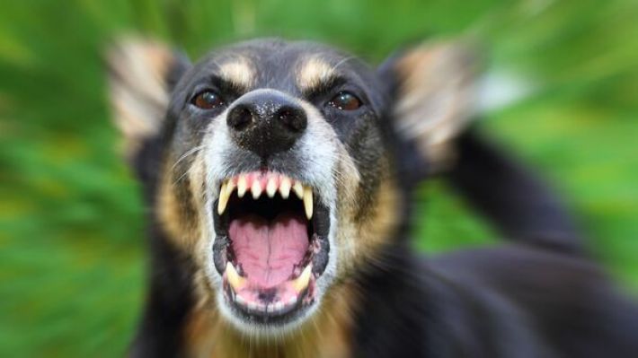 В Мелитополе агрессивная бродячая собака едва не загрызла пенсионера