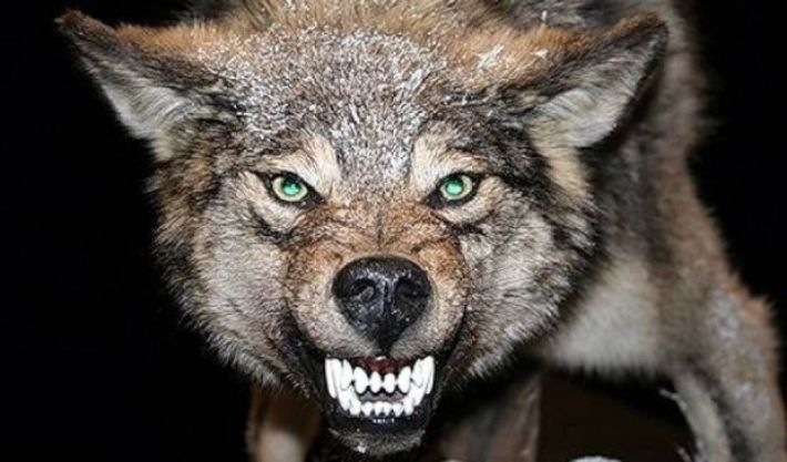 В селах Мелитопольского района нашествие диких животных: лисы и волки нападают на людей