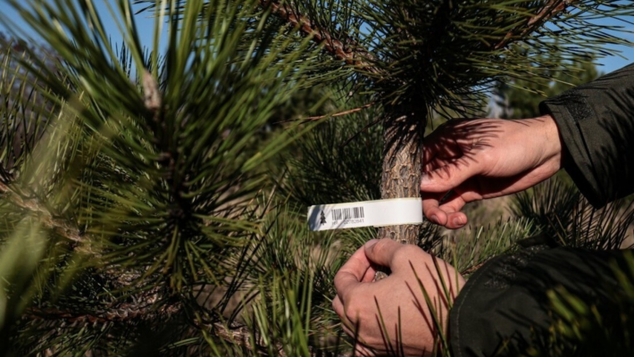 Понад 400 ялинок планує продати Запорізький лісгосп - скільки коштує новорічна красуня