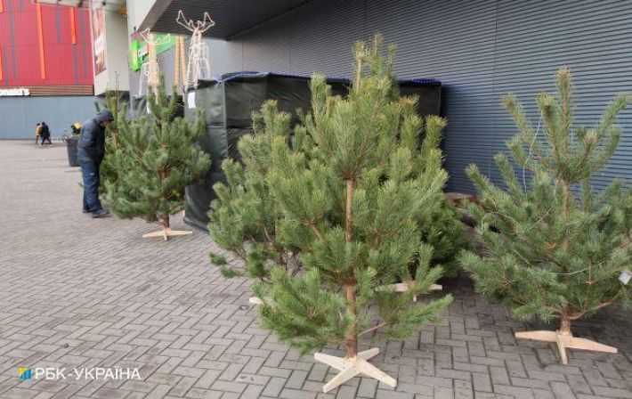 Дешевле 100 гривен. Какие цены на новогодние елки в Украине и где купить легально