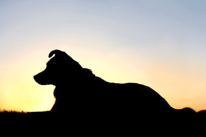 В Мелитополе хозяева выбросили полностью слепую собаку (фото)