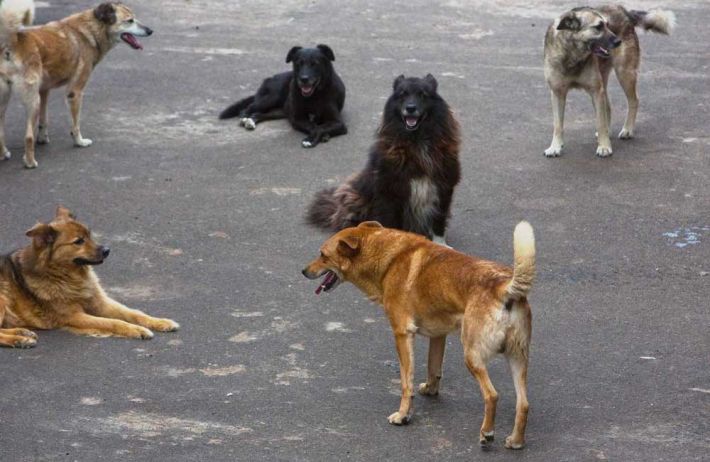 Собаки Шрёдингера: в чатах Мелитополя разгораются споры из-за бездомных животных