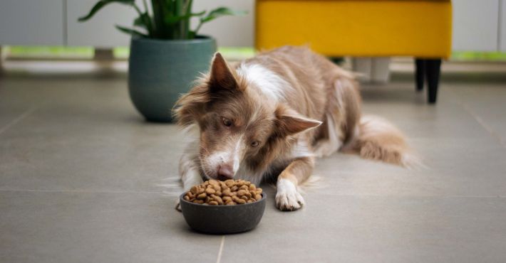 Лучший корм для собак – сухой или влажный. Что будет лучше всего?