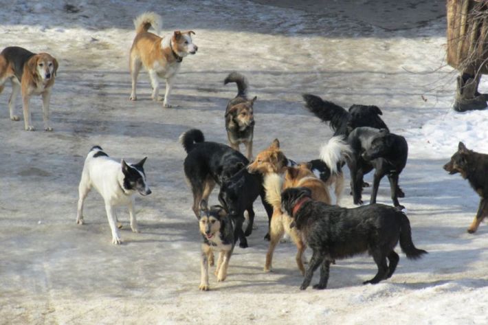 В Мелитополе стая бродячих собак напала на оккупанта