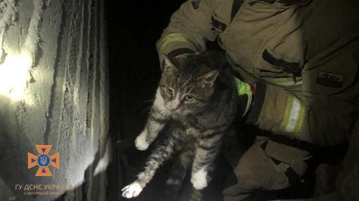 В Запорожье сотрудники ГСЧС спасли котика